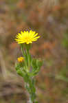 Soft goldenaster